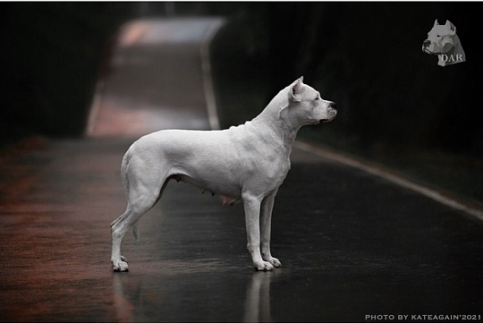 Аллергия у аргентинских догов: как распознать и на что бывает?