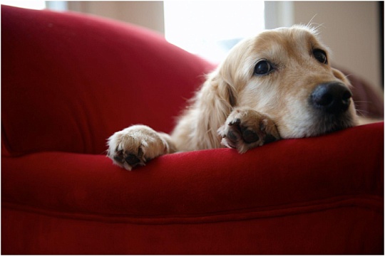 Искусственный интеллект поможет выявлять рак у собак на ранней стадии Искусственный интеллект поможет выявлять рак у собак на ранней стадии