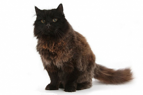 Шоколадный йорк