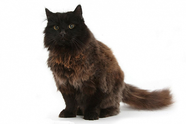 Шоколадный йорк