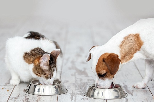 Чем кормить кошек и собак весной