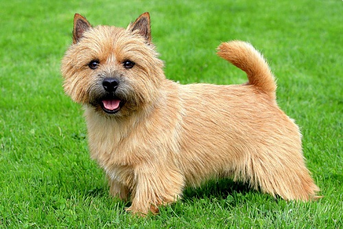 Норвич-терьер Норвич-терьер