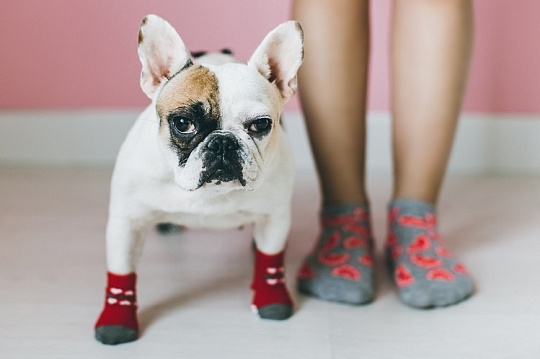 Что делать, если собака никого ко мне не подпускает? Что делать, если собака никого ко мне не подпускает?