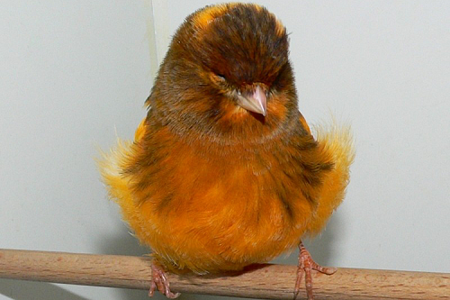 Канарейки фигурные