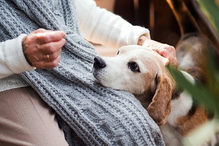 Питомцы помогают владельцам избежать возрастных изменений мозга