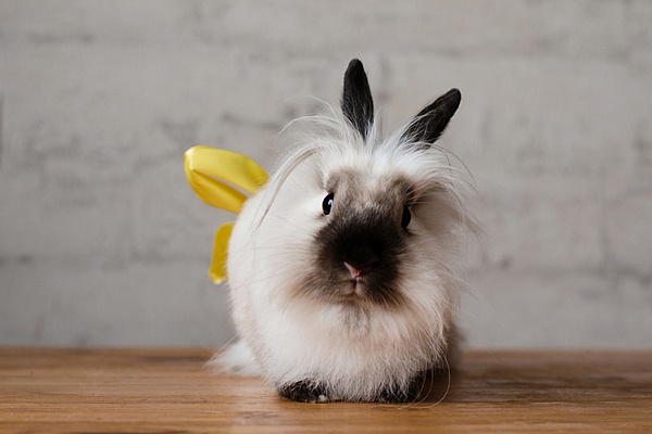 кролик декоративный в домашних условиях | Дзен