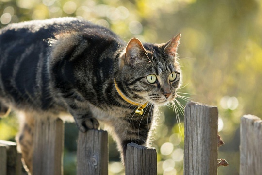 Как кошки запоминают дорогу домой