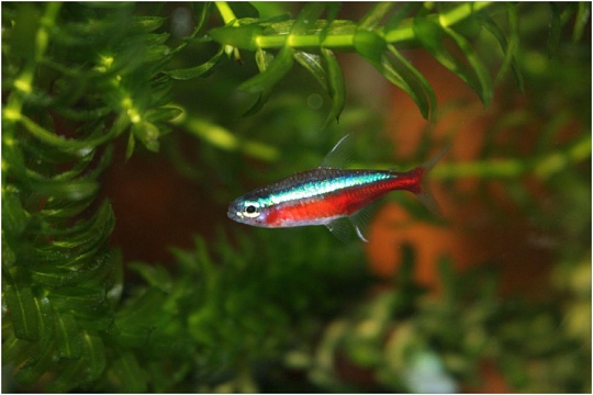 Элодея для аквариума