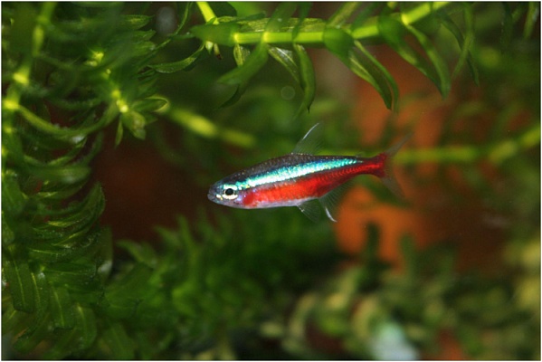 Элодея для аквариума