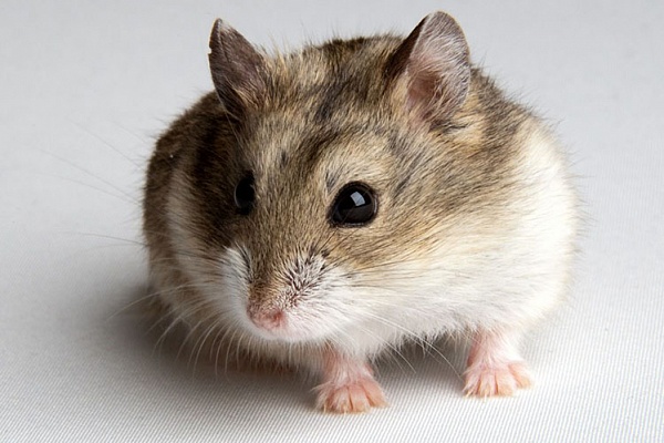 Джунгарский хомяк