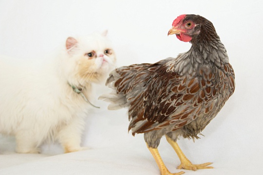 Курица вместо кота! Стоит ли заводить неожиданного питомца в квартире