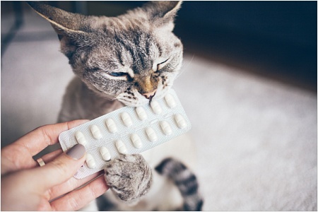 Витамины для питомцев в межсезонье