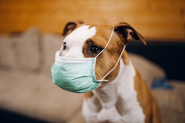 Три особо опасных вирусных заболевания собак