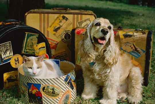 Как отличить сомнительную зоогостиницу от надежной. Чек-лист Как отличить сомнительную зоогостиницу от надежной. Чек-лист