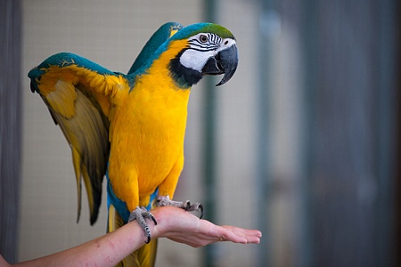 Как отучить попугая кусаться?