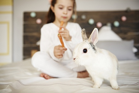 Как и во что поиграть с кроликом?