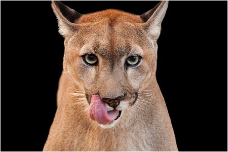 Москвичи жалуются на выгуливание пумы без намордника в Кунцево