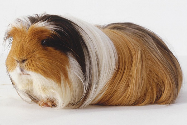 Морская свинка коронет