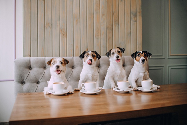 Pet-friendly кафе и рестораны: СанПиН, проверки и ответственность