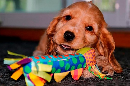Как выбрать игрушку для щенка?