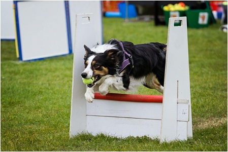 Флайбол: что это за спорт и какие собаки могут в нем участвовать