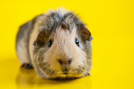 Как назвать морскую свинку?