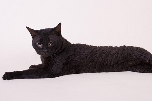 Немецкий рекс