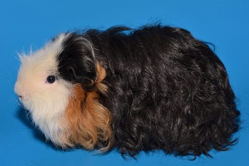 Морская свинка мерино Морская свинка мерино