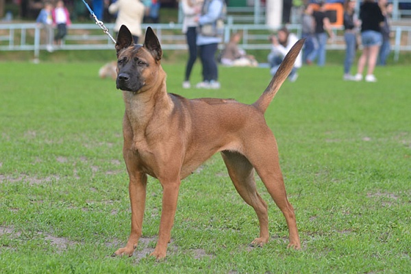 Тайский риджбек