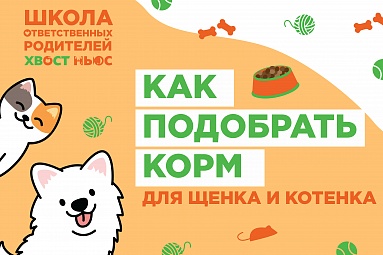 Как подобрать корм для щенка и котенка Как подобрать корм для щенка и котенка