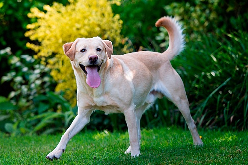 Лабрадор ретривер