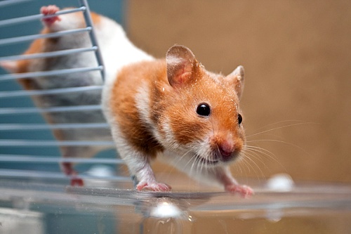 Как назвать хомяка?