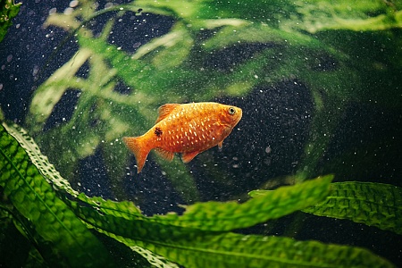 Почему помутнела вода в аквариуме?