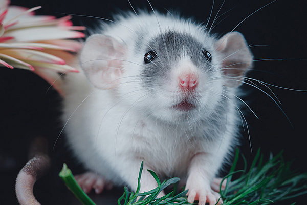 Все о декоративных крысах в домашних условиях: уход, питание, корм, наполнитель