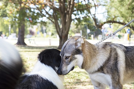 Госдума отклонила законопроект о маркировании собак потенциально опасных пород