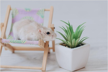 Жарко ли хомяку? Как спасти грызуна от перегрева