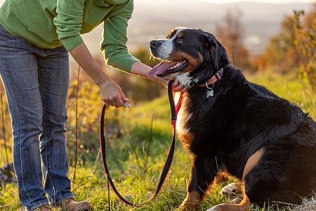 Как зарегистрировать питомца в Подмосковье: инструкция