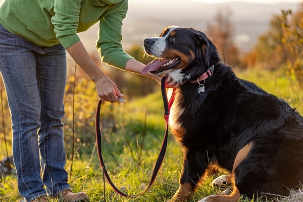 Как зарегистрировать питомца в Подмосковье: инструкция