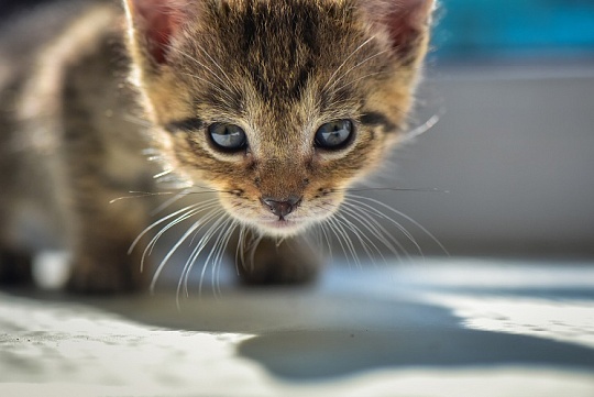 История котенка Кеши, или Почему стерилизация – это важно История котенка Кеши, или Почему стерилизация – это важно