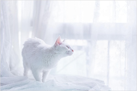 Имена для белых кошек и котов