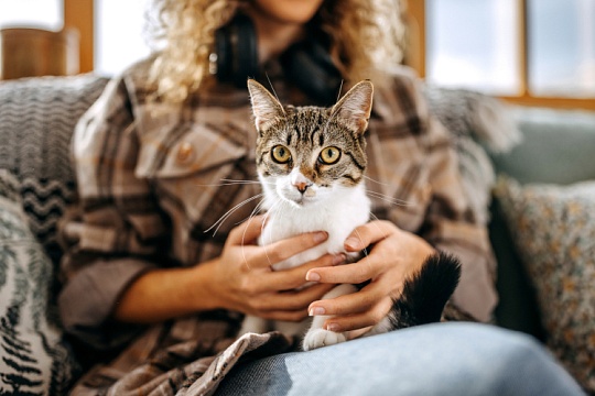 Чем домашние кошки отличаются от диких – и отличаются ли вообще Чем домашние кошки отличаются от диких – и отличаются ли вообще