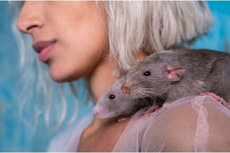 Как назвать крысу