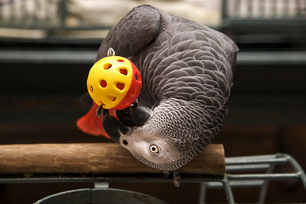 Самые нужные игрушки для попугаев