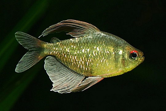 Болезни глаз аквариумных рыб Болезни глаз аквариумных рыб