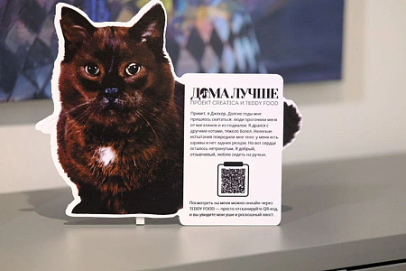 TEDDY FOOD и мебельный магазин CREATICA запустили совместную акцию помощи бездомным питомцам