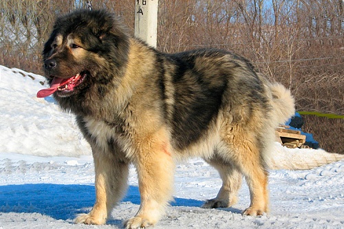 Кавказская овчарка