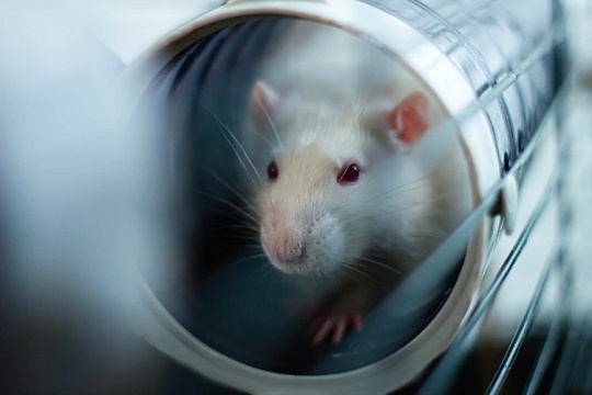 V-Фонд и помощь крысам: как волонтеры-супергерои спасают грызунов из лабораторий и зачем это нужно