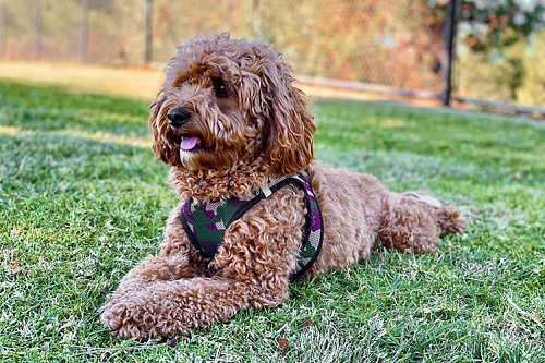 Кавапу Кавапу