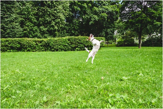 В Нескучном саду стартовал фестиваль «Питомец – городской житель»