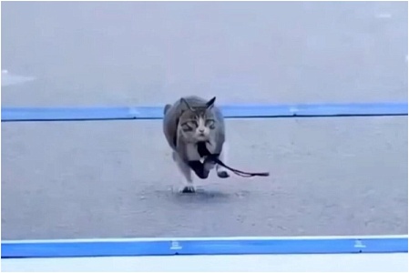 Кот стал «победителем» забега на Олимпиаде в Париже 